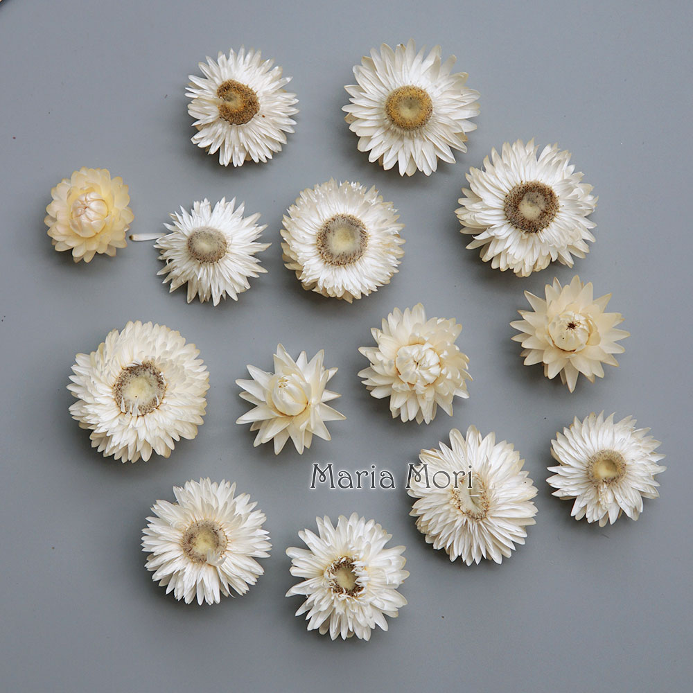 Natural Dried Colorful Chrysan - Candle Making Supplies review and price