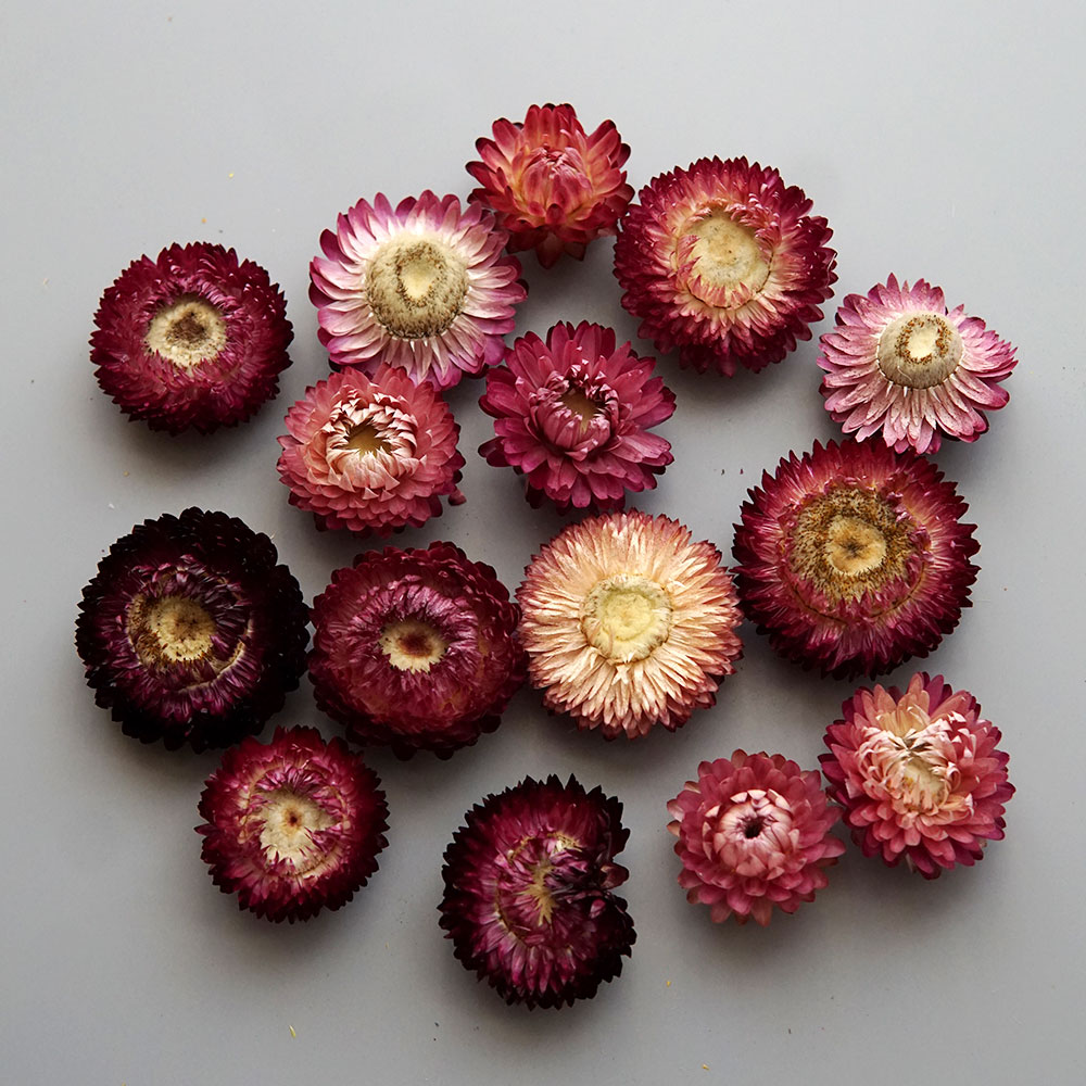 Natural Dried Colorful Chrysan - Candle Making Supplies review and price