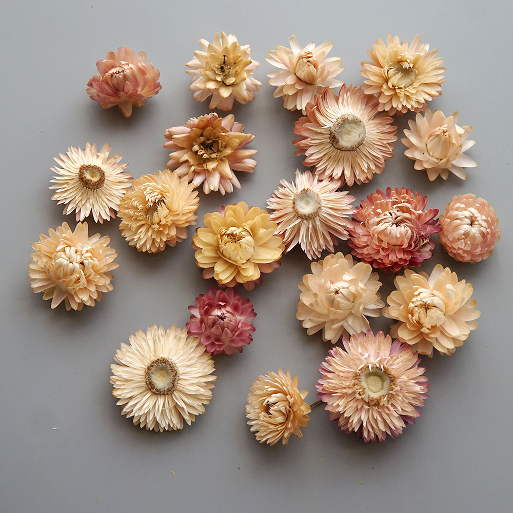Natural Dried Colorful Chrysan - Candle Making Supplies review and price